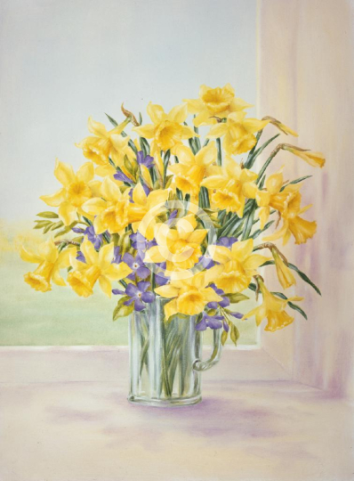 Daffodils